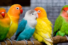 pet-birds