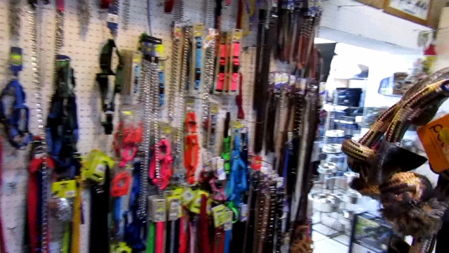 dog-leashes-collars-and-harnesses