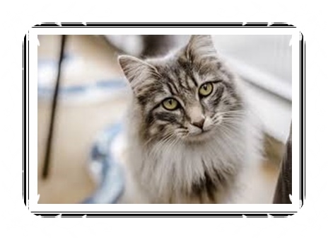 cats