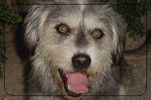 dogs